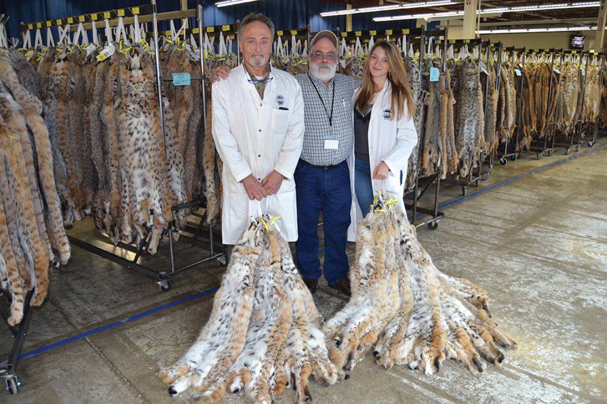 Western bobcat pelts have been a favorite at international auctions in recent years – the best of the best bringing as much as $1,000 each.